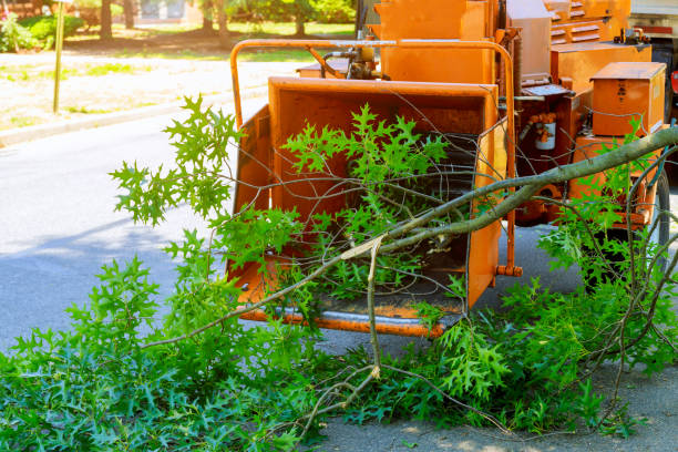 Professional Tree Service in Elfers, FL